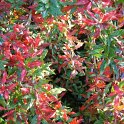 Berberis hybride 'Chenaultii'